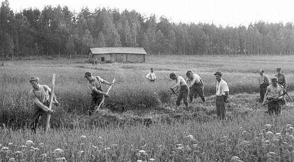 Sotilaita viljankorjuussa Rautjrvell 1942.